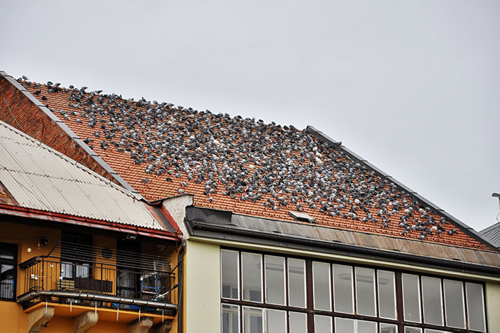 A2B Pest Control are able to install spikes to deter birds from roofs in Sheerness. 