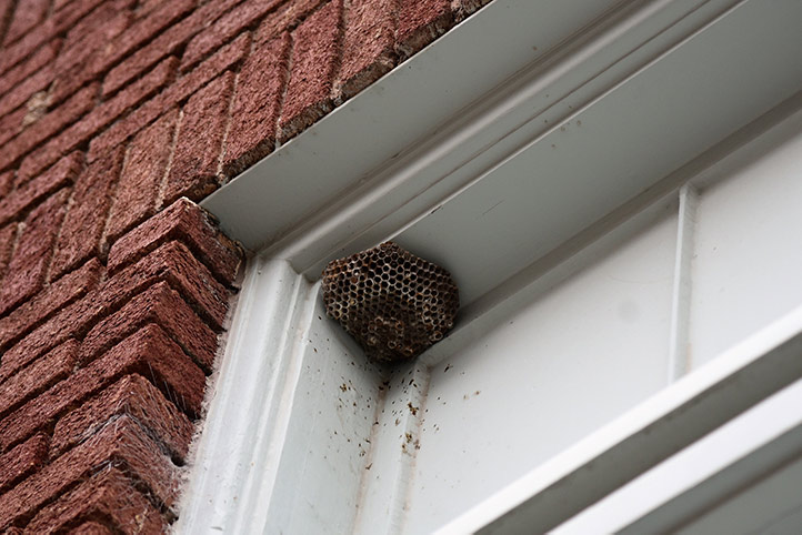 We provide a wasp nest removal service for domestic and commercial properties in Sheerness.